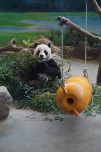 Pandas - Der Stolz des Zoos Taipeh